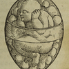 La rappresentazione dell'embrione e del feto umani. Una mostra online a cura di Tatjana Buklijas e Nick Hopwood