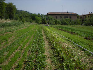 Azienda agricola biologica Giovanni Cambi.